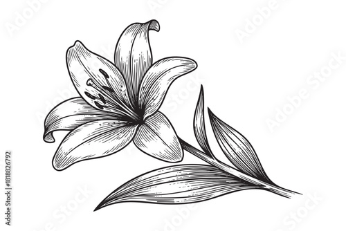 Lily flower engraving vector style