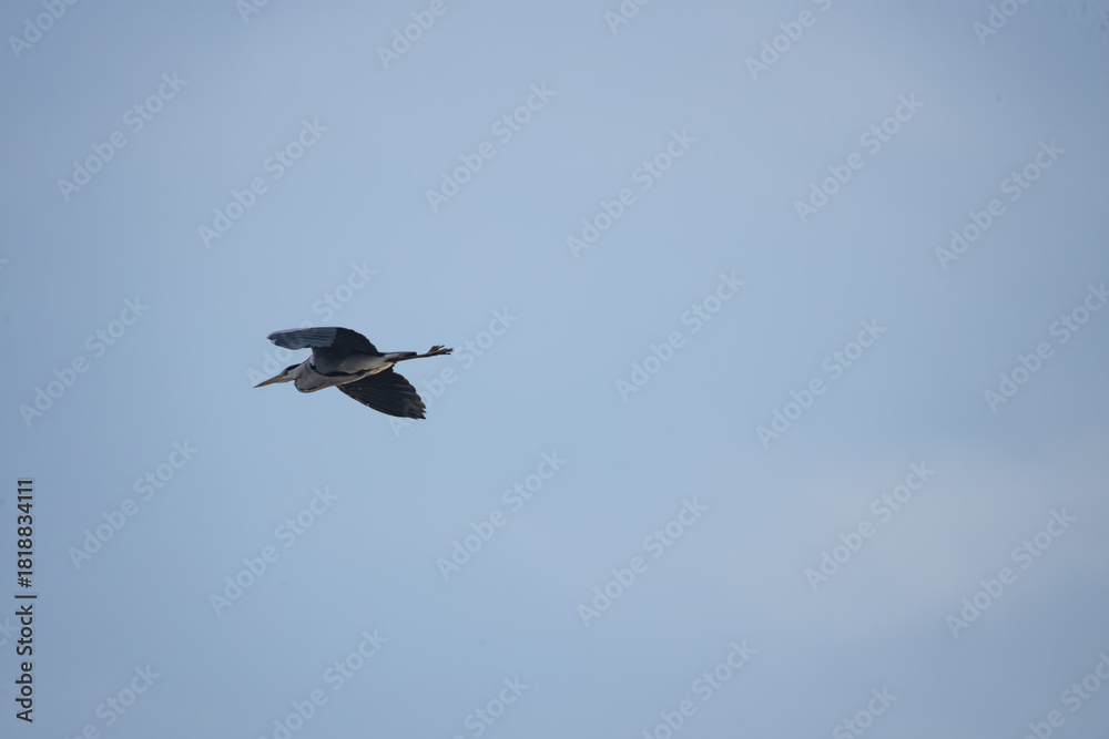 Obraz premium An exceptional photograph capturing an adult Montagu's Harrier (Circus pygargus), a slender and graceful bird of prey, in dynamic flight. The bird is typically seen quartering