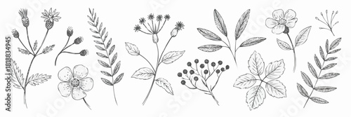 Botanical Delights: An array of detailed botanical illustrations showcase the beauty of individual plant elements, emphasizing the elegant structure of flowers, leaves, and various plant parts.