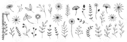 Botanical Harmony: A collection of meticulously crafted botanical illustrations, evoking the delicate beauty and intricate details of floral life, from delicate petals to graceful stems.