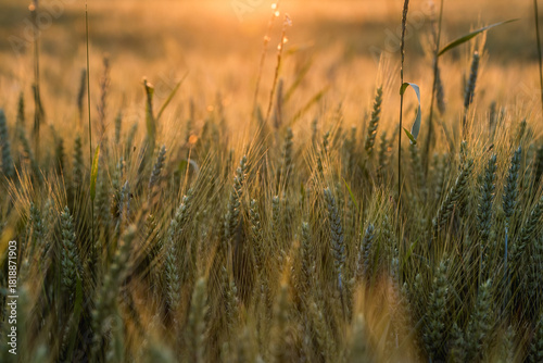 Golden hour summer grain field, Poland
