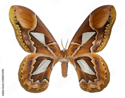 Isolated specimen of the Rothschildia hopfferi saturnia moth showcases its large wings with striking brown and white patterns. Found in tropical regions, this moth is known for its beauty