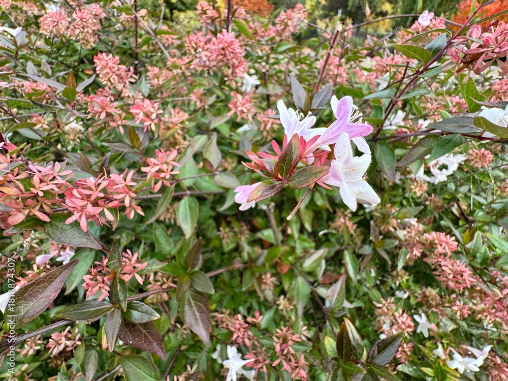 Φωτογραφία Blooming Abelia × grandiflora with delicate white-pink tubular flowers and glossy green foliage, creating a soft and elegant floral accent in a lush garden setting