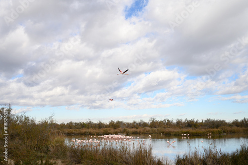 Pink flamingos wading in Camargue ornithological park