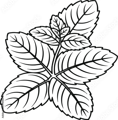 Fresh Mint Leaf Vector Set – Peppermint and Spearmint Sprigs