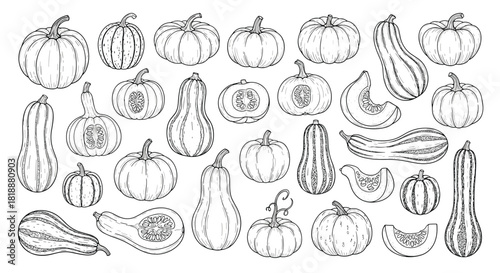 Large set of various pumpkins and squashes in a detailed black and white vintage hand-drawn engraving style illustration.