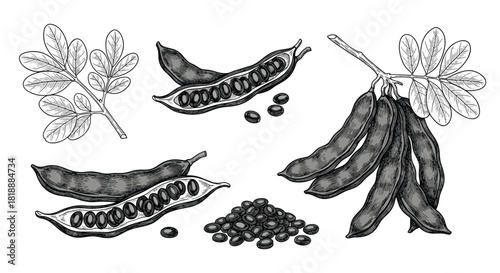 Set of carob pods branches and seeds in a detailed black and white vintage engraving style isolated on white background.