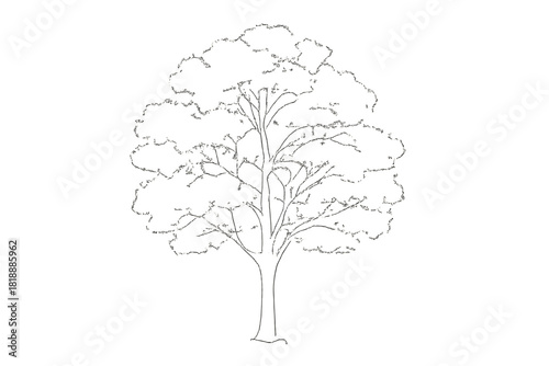 Large deciduous tree with full foliage and visible trunk and branches in black and white outline style