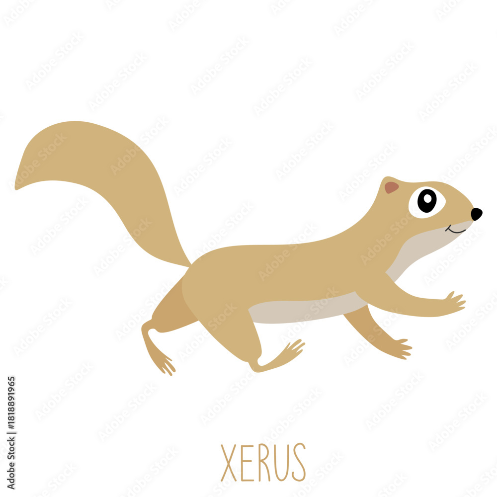 Fototapeta premium Cartoon xerus ground squirrel, an african rodent, running