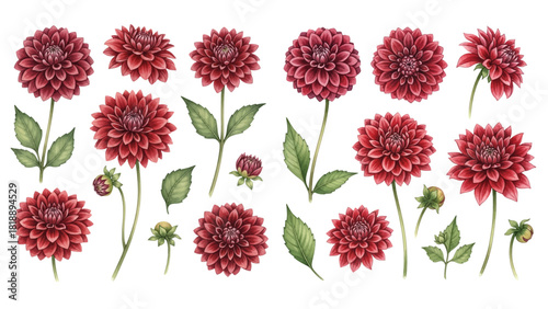 A beautiful collection of hand-painted watercolor deep red dahlia flowers with green leaves, isolated on a transparent background.