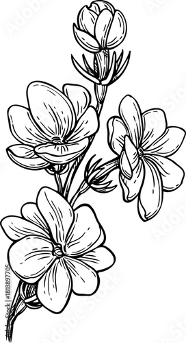 Jasmine sambac Maid of Orleans engraving.