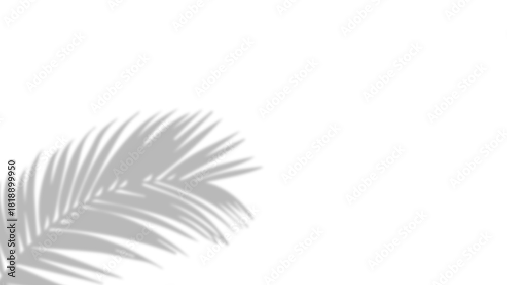 Fototapeta premium Realistic shadow of palm leaves on transparent PNG background. Black and white tropical coconut leaf and branches shadow background with blur overlay effect. Summer decoration natural palm leaf PNG.