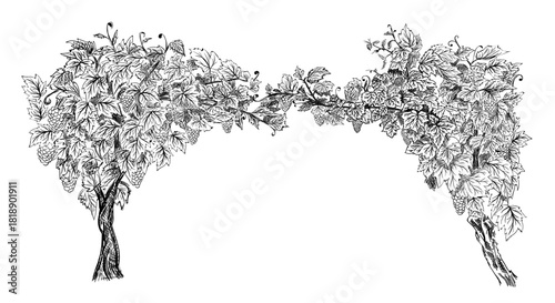 Arc from of grapevine. Hand drawn sketch vector illustration isolated on white