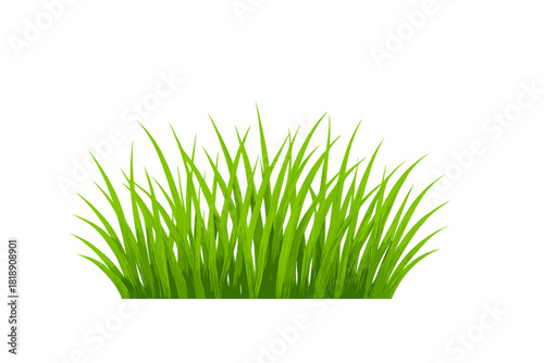 Vibrant green lawn grass clump isolated on white background for spring and nature concepts