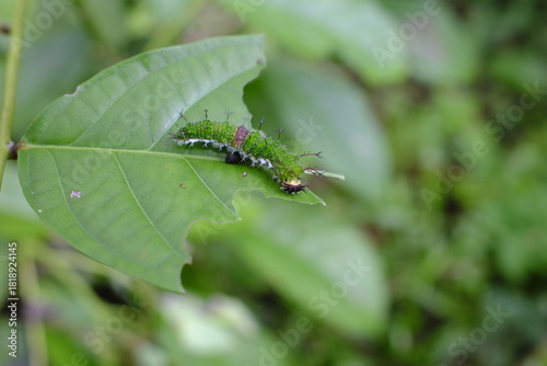 macro shot of a caterpillar