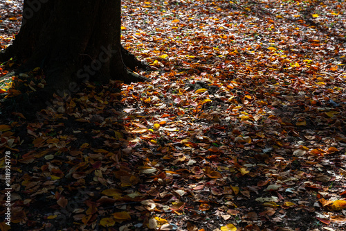 樹木の陰影とカラフルな落ち葉の自然背景