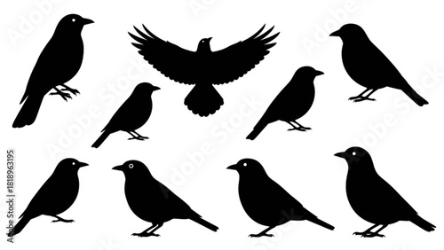 Black Birds Collection Silhouette Illustrations of Various Bird Species in Flight
