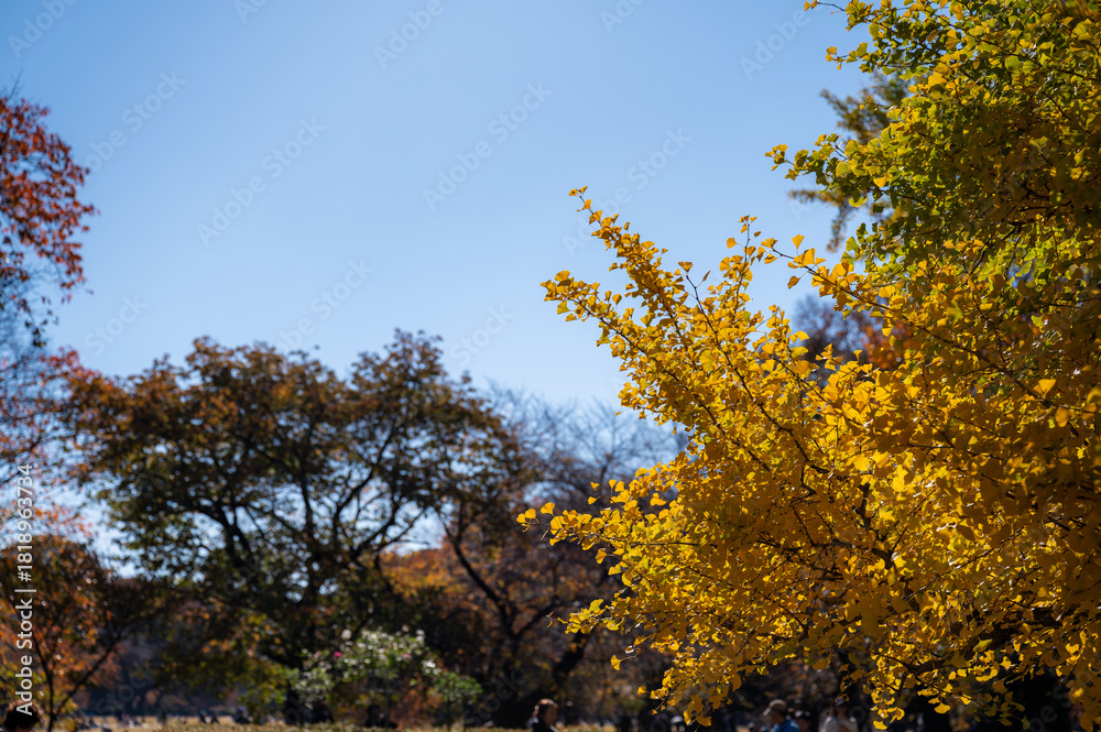 Naklejka premium 青空に映える鮮やかな黄葉の秋風景