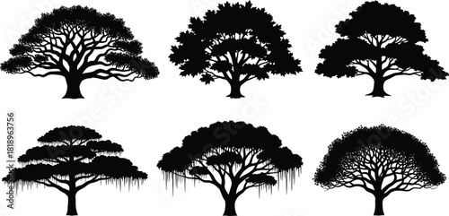 Six Silhouetted Trees Diverse Shapes and Leaf Styles on White Background tree silhouette