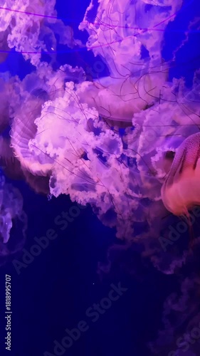 Graceful Jellyfish Floating Underwater