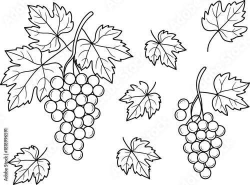 Hand drawn grapevine illustration with grape clusters and vine leaves, detailed botanical line art for winery and vineyard design