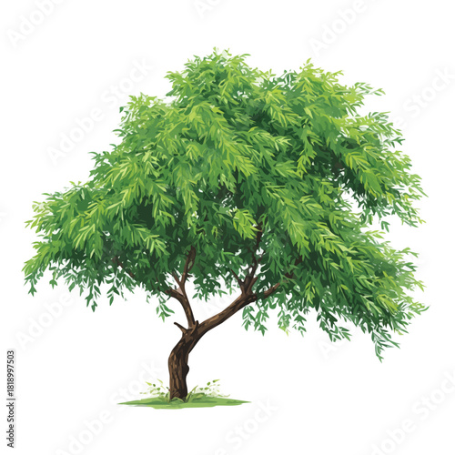 Fotografi Neem Tree, presented as a modern flat 2D vector icon graphic on a white backgrou