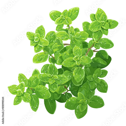 Marjoram, rendered in a minimalist 2D flat vector icon style against a pure white backdrop