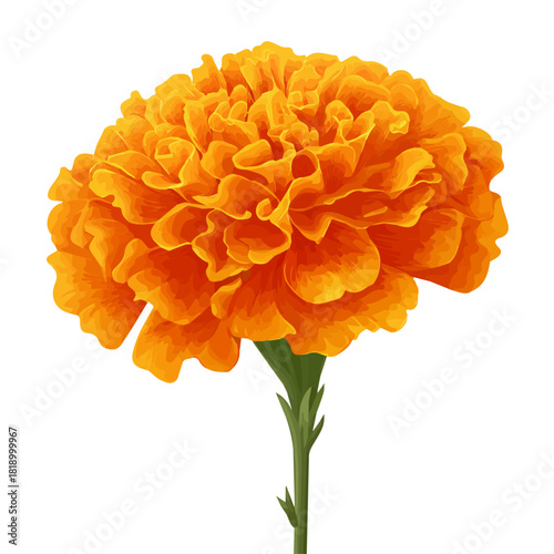 Marigold Flower, 2D flat vector illustration in icon style, isolated on a white background