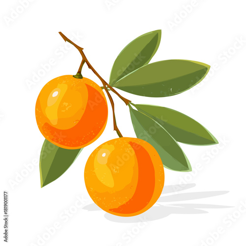 Minimalist 2D vector icon representation of a Kumquat, displayed on a pure white background