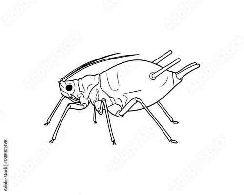 Detailed vector line art illustration of a garden aphid, a common insect pest, depicted in a minimalist silhouette style. Perfect for biological, agricultural, or pest control designs