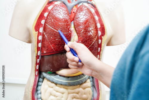 Asian student learning with human body model in anatomy biology in classroom at high school.