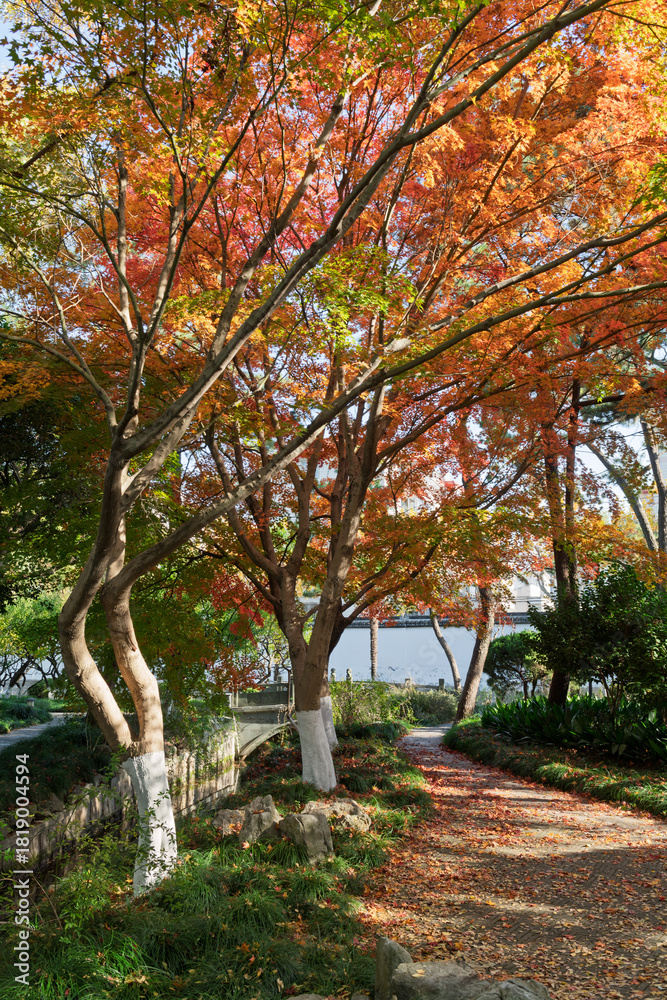 Naklejka premium The Xinzhuang Park in Minhang District, Shanghai, China, is a picturesque sight in the golden autumn.
