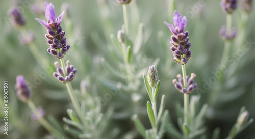 Close up of Vibrant Purple Lavender Flowers Blooming in a Garden