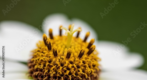 Close up Macro Shot of White Flower Center with Yellow Pollen and Stamens