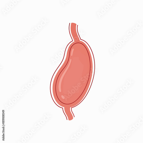Human Stomach Anatomy Illustration - Digestive System Organ Icon