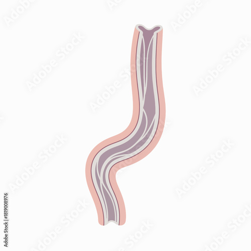 Digestive System Anatomy Stylized Illustration of the Esophagus