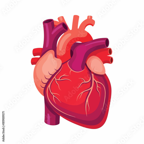 Human Heart Anatomical Illustration - Cardiology, Health, Medical Science