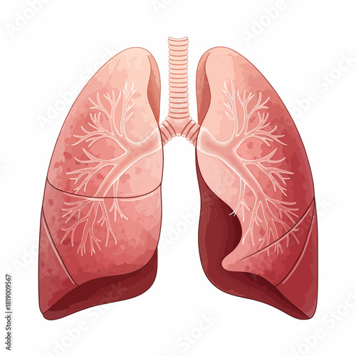 Human Lungs Anatomy Illustration - Respiratory System, Bronchi, Trachea, Breathing