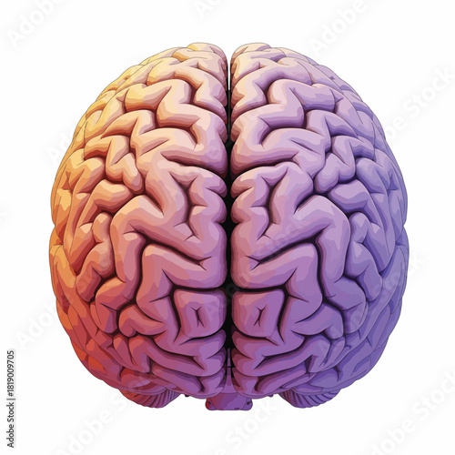 Human Brain Top View, Anatomy, Neurology, Mind, Psychology, Medical Illustration