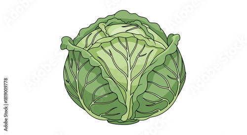 A detailed illustration of a fresh, round green cabbage, ready for cooking and culinary use, presented against a clean white background.