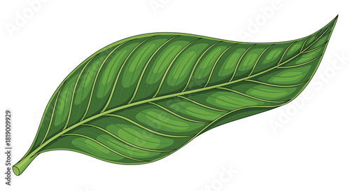 A vibrant green leaf illustration with detailed venation, showcasing freshness and natural beauty, isolated on a white background.