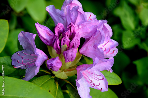 Rhododendron blossoms and buds in summer light