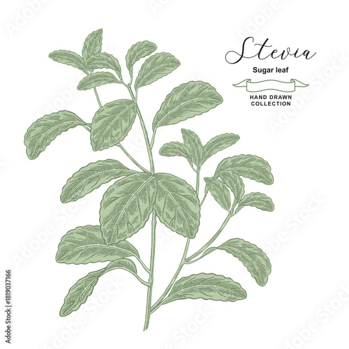 Stevia plant. Sweet leaf, sugar leaf. Vector illustration. Hand drawn medical pant.