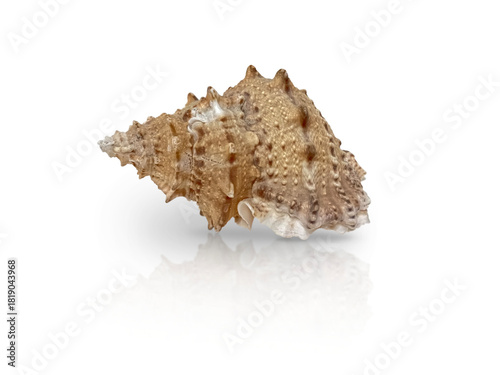 Single Murex seashell isolated on transparent background, detailed and textured with natural spikes and earthy tones