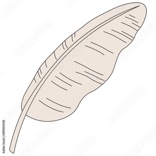 Single Banana Leaf Illustration with Simple Lines on White Background