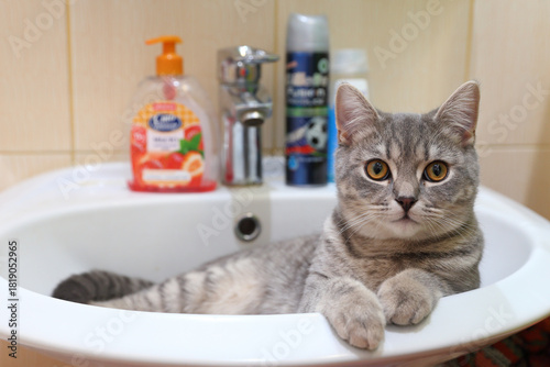 Young grey cat in bathroom close-up
