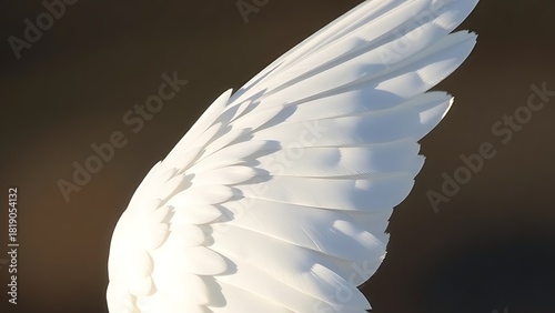Close-up of delicate white feathers, highlighting nature's elegance and intricate beauty.