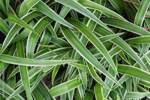 Close up spider plant of green grass decorated in the garden