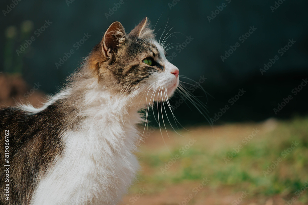 Fototapeta premium michi 1