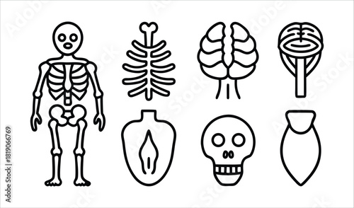 Collection of simple line art medical anatomy illustrations